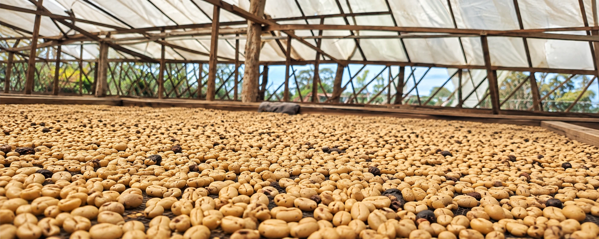 KAMANiKA coffee roastery