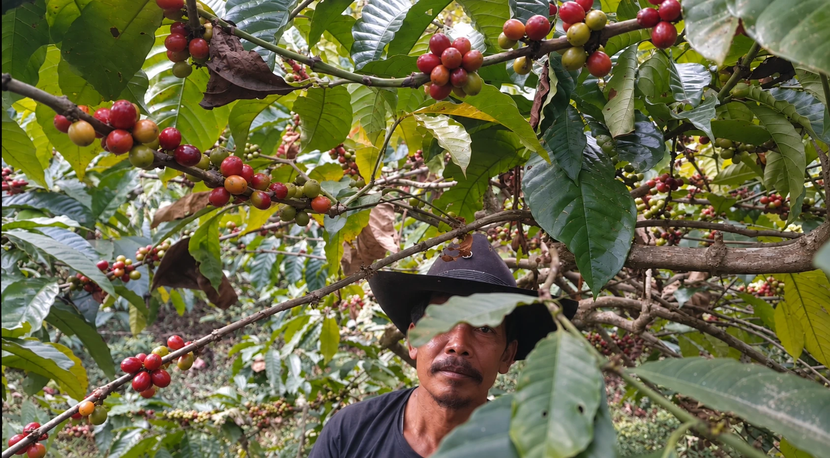 Petani kopi Yatno di kebun